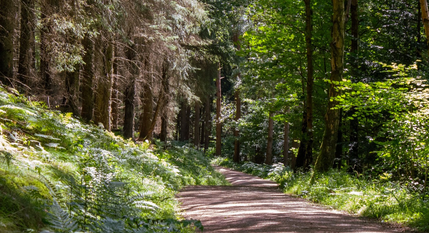 Sun-dappled forest path through Dalby Forest, with ferns and tall trees